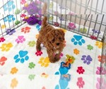 Small #7 Cavapoo (Miniature)-Poodle (Toy) Mix
