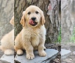 Small Photo #3 Golden Labrador Puppy For Sale in SAYRE, PA, USA
