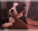 Small Photo #29 Boston Terrier-Collie Mix Puppy For Sale in COLUMBUS, OH, USA