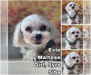 Maltese Dogs for adoption in Seattle, WA, USA