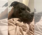 Small #10 American Staffordshire Terrier
