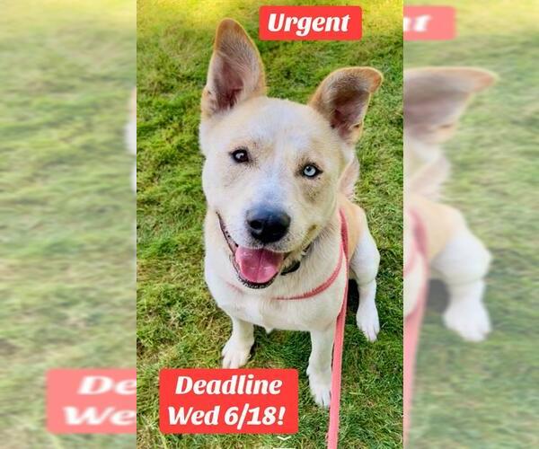Medium Photo #1 Labrador Retriever-Siberian Husky Mix Puppy For Sale in Sacramento, CA, USA