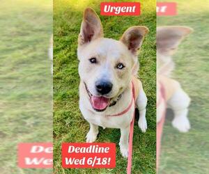 Labrador Retriever-Siberian Husky Mix Dogs for adoption in Sacramento, CA, USA