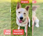 Small Labrador Retriever-Siberian Husky Mix