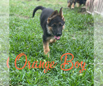 Small Photo #8 German Shepherd Dog Puppy For Sale in AUSTIN, TX, USA