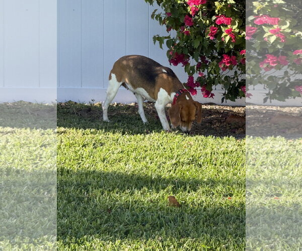 Medium Photo #5 Beagle Puppy For Sale in Tampa, FL, USA