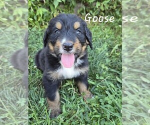 Medium Bernedoodle