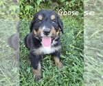 Puppy Goose Bernedoodle