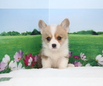 Small Photo #1 Pembroke Welsh Corgi Puppy For Sale in LOS ANGELES, CA, USA