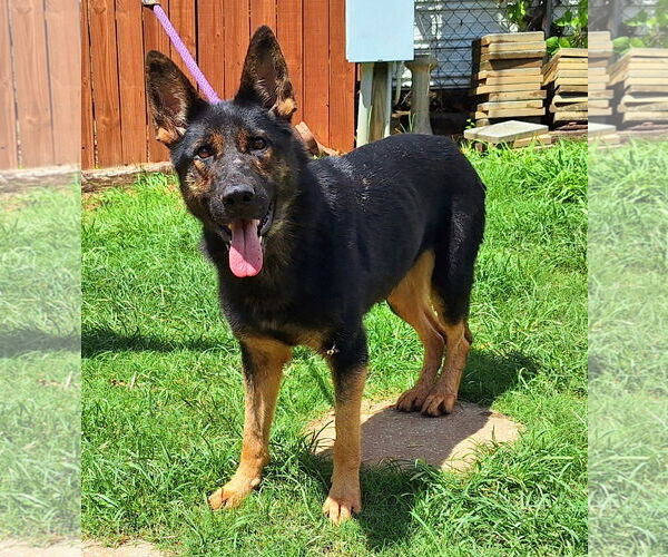 Medium Photo #1 German Shepherd Dog-Unknown Mix Puppy For Sale in Wetumpka, AL, USA