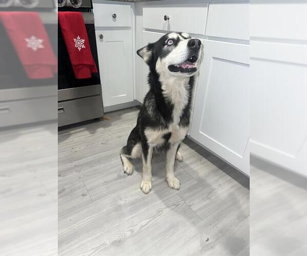 Medium Photo #1 Siberian Husky Puppy For Sale in San Antonio, TX, USA