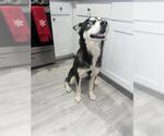 Small Siberian Husky