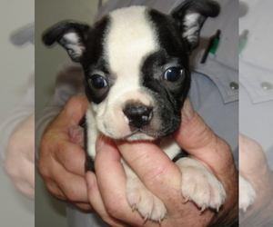 Boston Terrier Puppy for sale in CRKD RVR RNCH, OR, USA