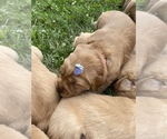 Small Photo #5 Golden Retriever Puppy For Sale in BELFAIR, WA, USA