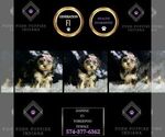 Small Photo #95 YorkiePoo Puppy For Sale in WARSAW, IN, USA