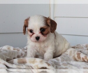 Cavachon Puppy for sale in FREDERICKSBURG, OH, USA