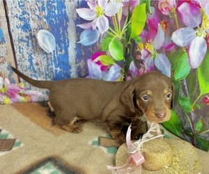 Dachshund Puppy for sale in CASSVILLE, MO, USA