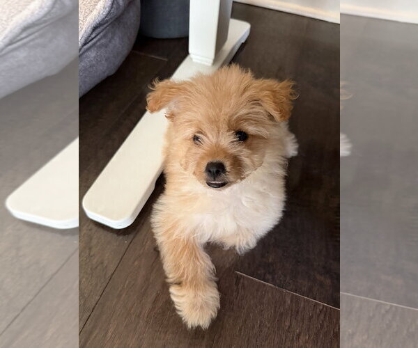 Medium Photo #1 Pomeranian Puppy For Sale in Wheaton, IL, USA