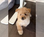 Small Pomeranian