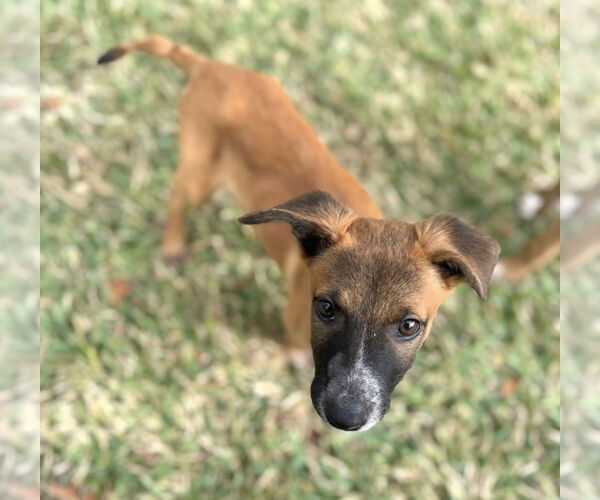 Medium Photo #2 Collie-German Shepherd Dog Mix Puppy For Sale in Lakewood, CO, USA