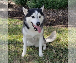 Mary Beth #ms-congeniality - Female Siberian Husky Dog for Adoption - Photo #2