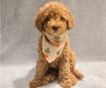 Puppy Leo Poodle (Miniature)