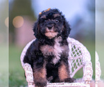 Small #1 Poodle (Miniature)