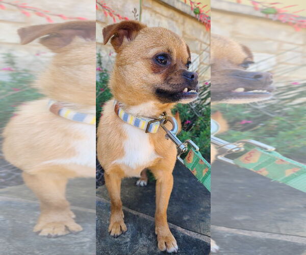 Medium Photo #3 Affenpug Puppy For Sale in Pipe Creek, TX, USA