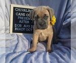 Small Cane Corso