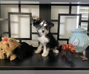 Morkie Puppy for sale in RANCHO CUCAMONGA, CA, USA