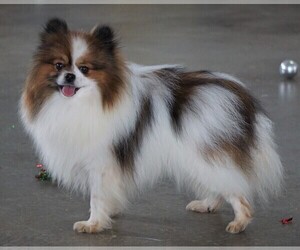 Father of the Pomeranian puppies born on 01/13/2021