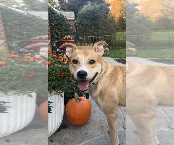 Medium Photo #2 Carolina Dog-Labrador Retriever Mix Puppy For Sale in Springdale, PA, USA