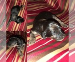 Puppy 1 Irish Wolfhound-Poodle (Standard) Mix