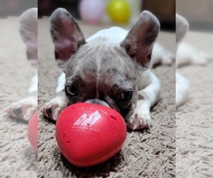 French Bulldog Puppy for sale in TAMPA, FL, USA