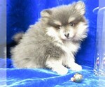 Small Photo #4 Pomeranian Puppy For Sale in NORWOOD, MO, USA