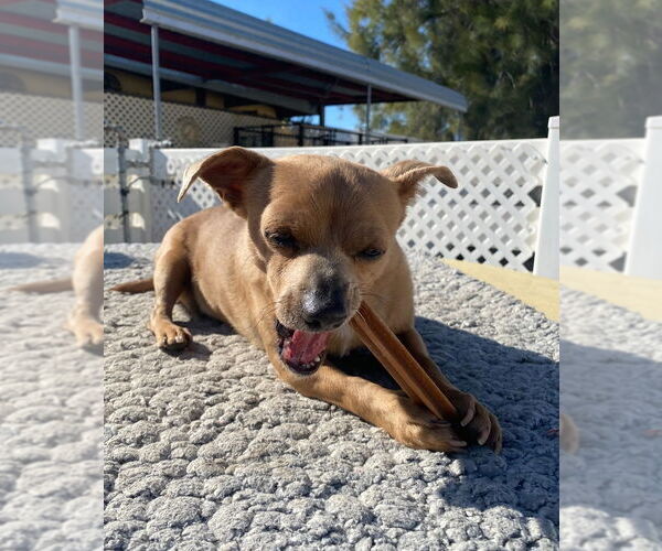Medium Photo #2 Chihuahua-Unknown Mix Puppy For Sale in La Verne, CA, USA