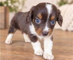 Small #1 Aussiedox
