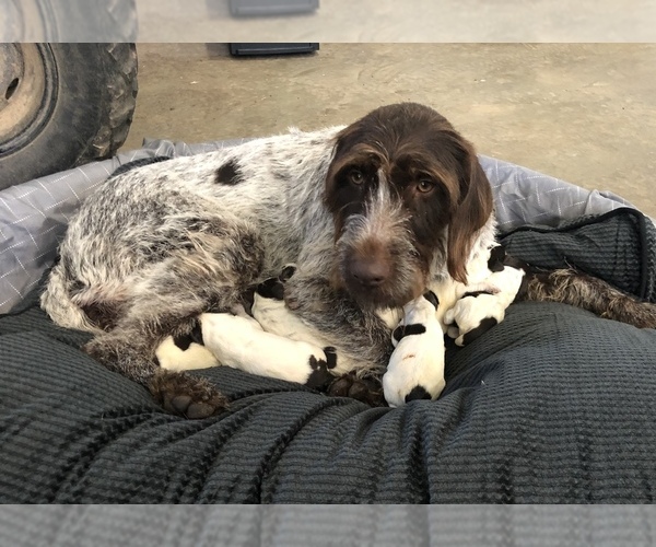 Medium Photo #4 German Wirehaired Pointer Puppy For Sale in SNOW CAMP, NC, USA