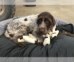 Small #3 German Wirehaired Pointer