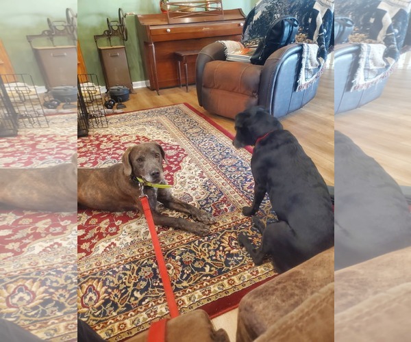 Medium Photo #9 Beagle-Unknown Mix Puppy For Sale in Rustburg, VA, USA