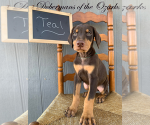 Doberman Pinscher Puppy for sale in OZARK, MO, USA