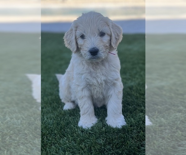 Medium Photo #56 Goldendoodle Puppy For Sale in PHOENIX, AZ, USA