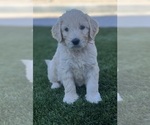 Small Photo #56 Goldendoodle Puppy For Sale in PHOENIX, AZ, USA
