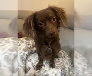 Chihuahua-Unknown Mix Dogs for adoption in Los Angeles, CA, USA