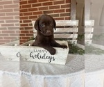 Puppy Puppy 2 tan Labrador Retriever