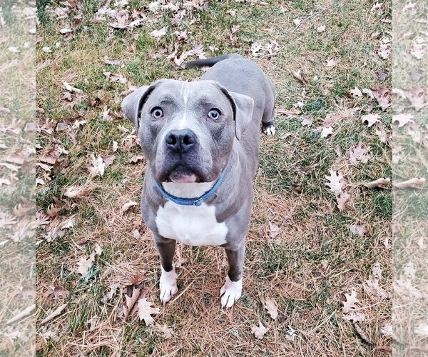 Medium Photo #2 American Pit Bull Terrier-Staffordshire Bull Terrier Mix Puppy For Sale in Frankenmuth, MI, USA