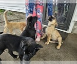 Small #8 Border Collie-Mastiff Mix