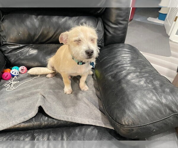 Medium Photo #5 Chihuahua-Unknown Mix Puppy For Sale in Plainfield, IL, USA