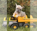 Small #4 French Bulldog