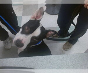 Mutt Dogs for adoption in Oklahoma City, OK, USA